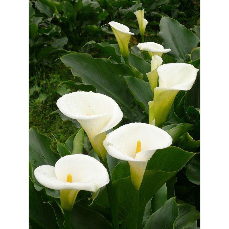 Calla Lily White Flower Bulbs (Pack of 10)