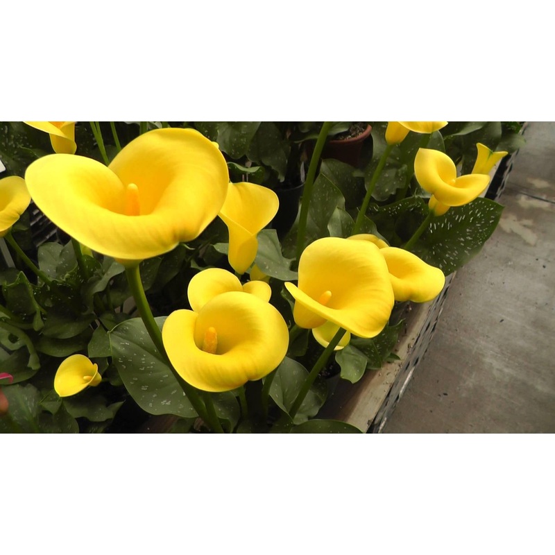 Calla Lily Yellow Flower Bulbs (Pack of 10 bulbs)