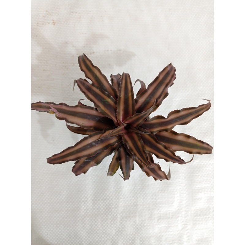 Cryptanthus Bivittatus Chocolate Soldier Small Plant