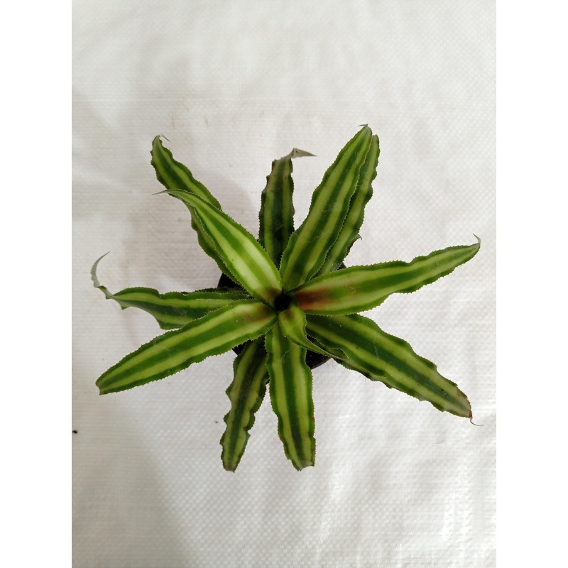 Cryptanthus Bivittatus Green Plant