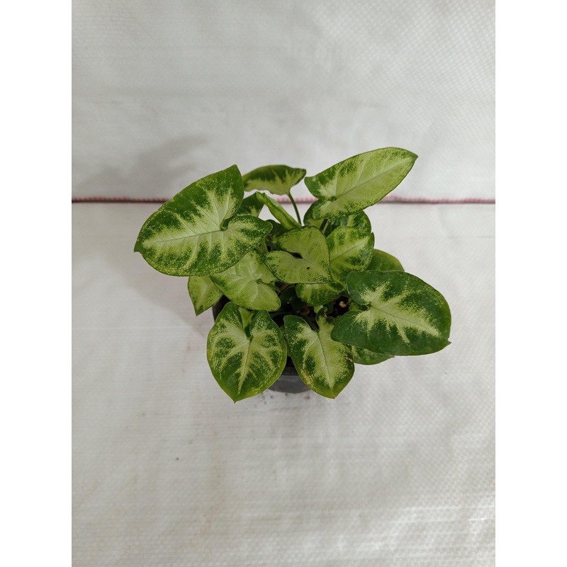 Syngonium podophyllum Mini Pixie Plant
