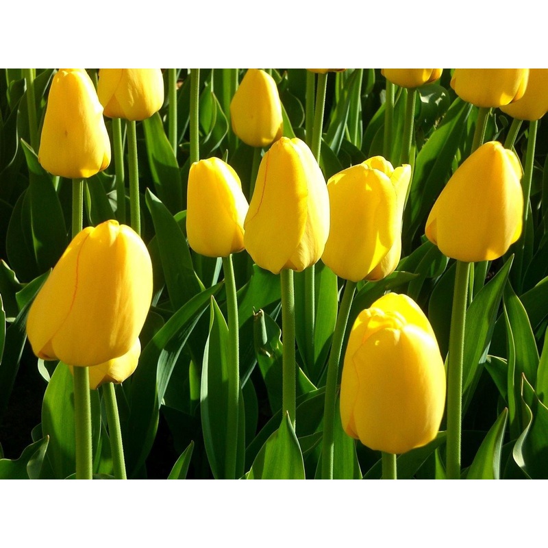 Tulip Yokohama Flower Bulbs (Pack of 10)