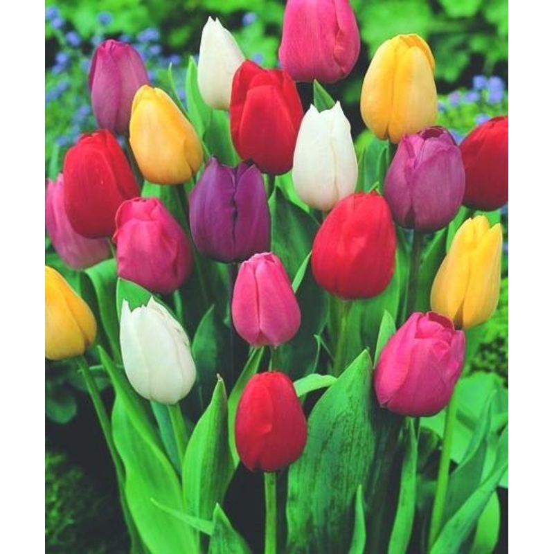 Tulips Mix Color Flower Bulbs (Pack of 5)