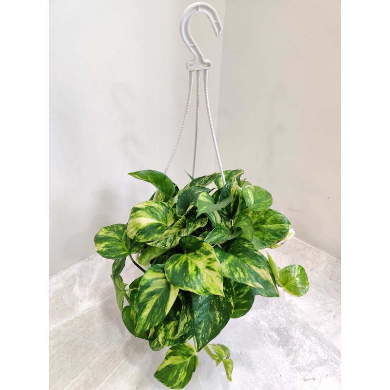 Variegated Hanging Money Plant
