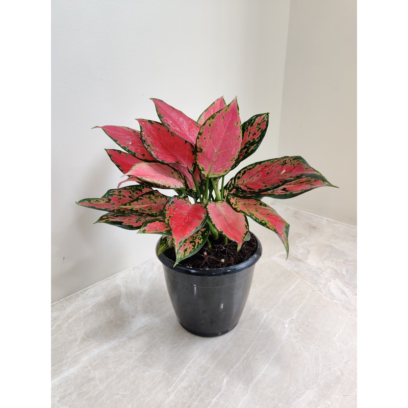 Vibrant Aglaonema Red Valentine Plant – Exotic Live Indoor Plant