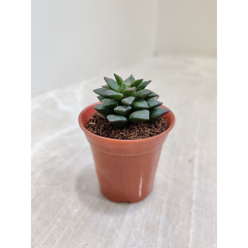 Anacampseros Rufescens Small Succulent Plant