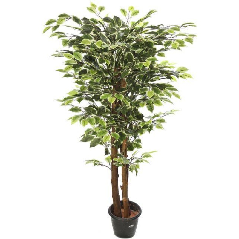 Artificial  Ficus Plant Varigated  Plant -3 Feet