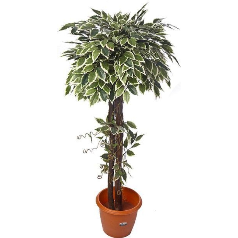 Artificial Varigated  Ficus Topiary in Coffe Wood – 4 Feet