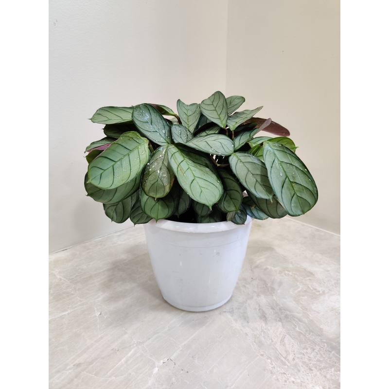 Calathea Amagris Plant