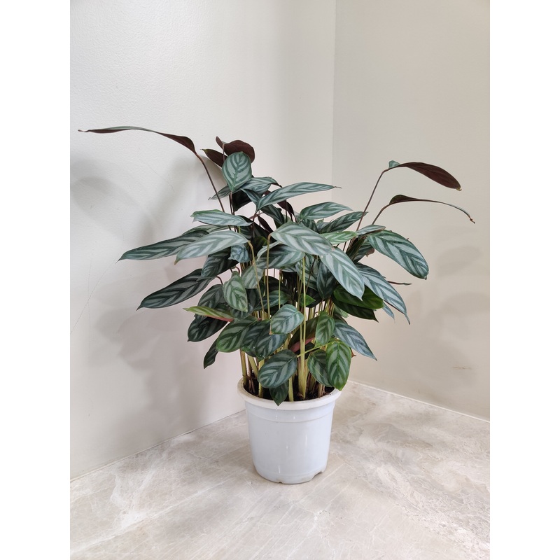 Calathea Compact star Live Plant