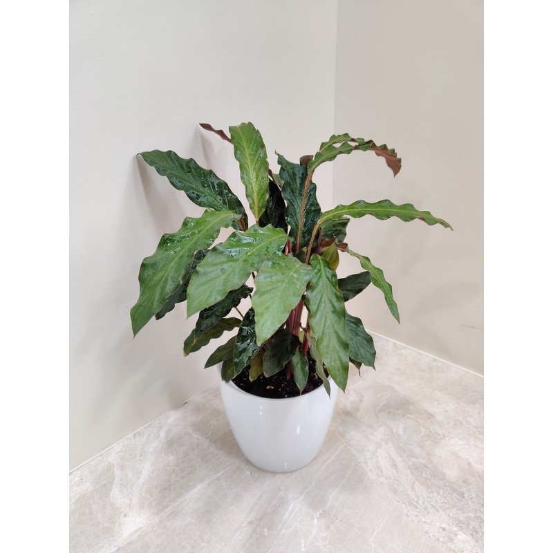 Calathea Rufibarba Plant