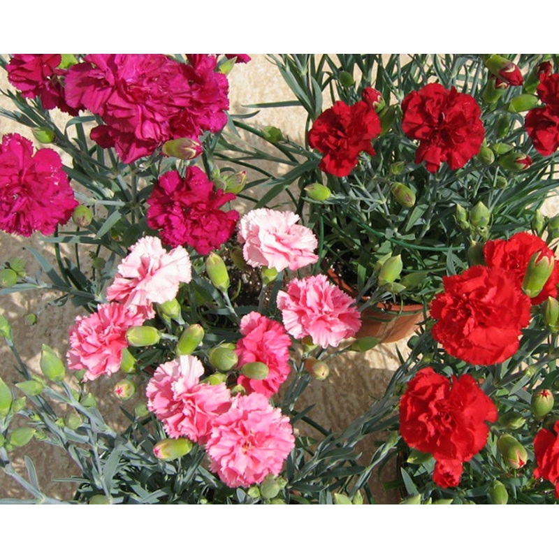 Carnation Can Can Cocktail Party Flower Seeds