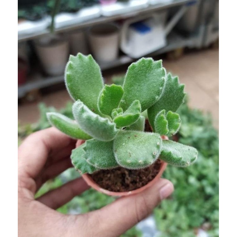 Cotyledon Tomentosa Bear Paw Small Succulent Plant