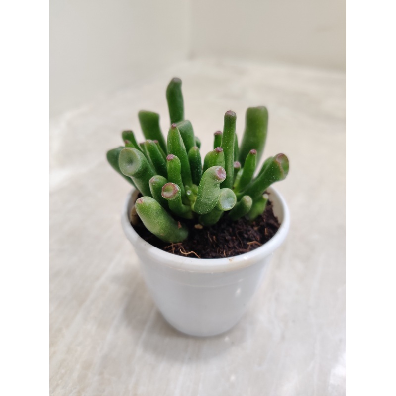 Crassula Ovata ‘Gollum’ Jade Succulent Plant