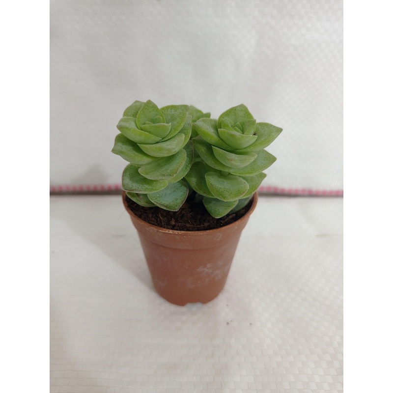Crassula Perforata Green Ivory Towers Small Succulent Plant