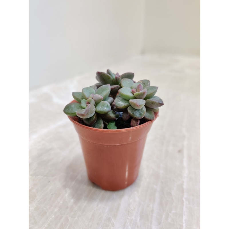 Sedum Commixtum Small Succulent Plant