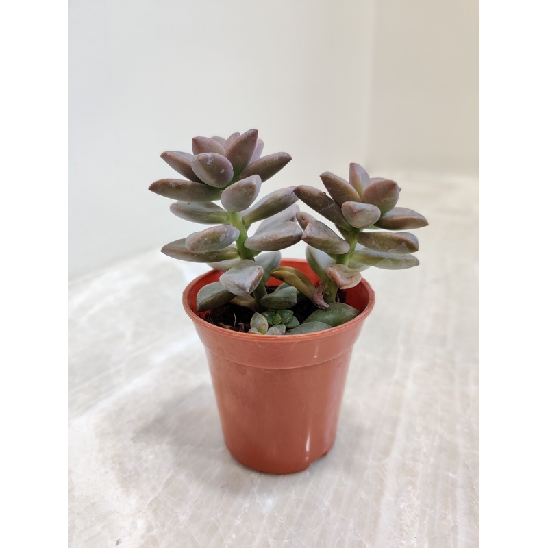 Sedum Sorrento Small Succulent Plant