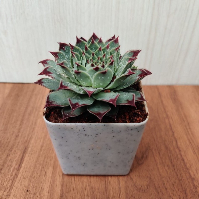 Sempervivum Calcareum Succulent Plant