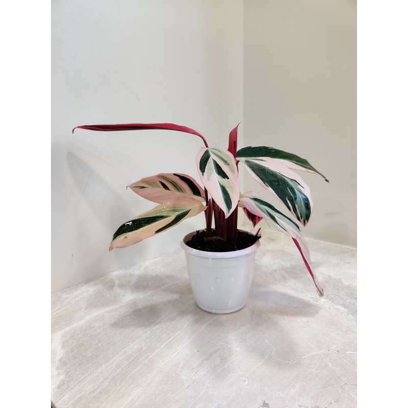 Stromanthe Triostar Plant