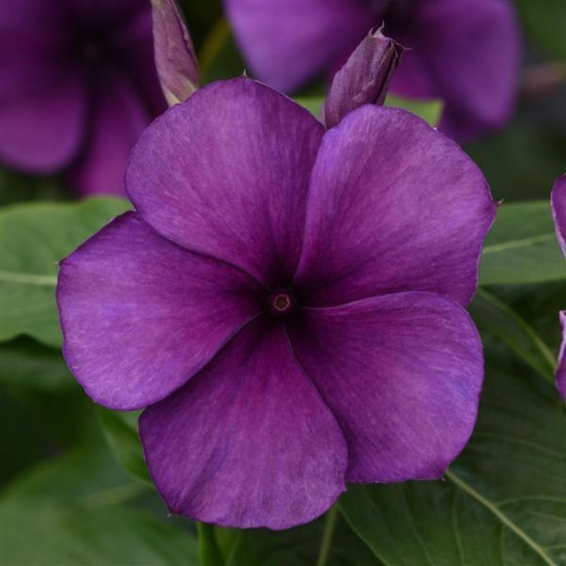 Vinca Tattoo Blueberry Flower Seeds