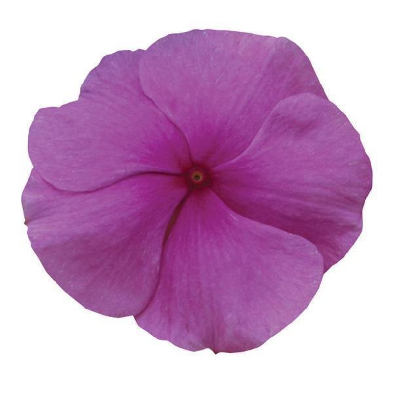 Vinca Titan Lilac Flower Seeds