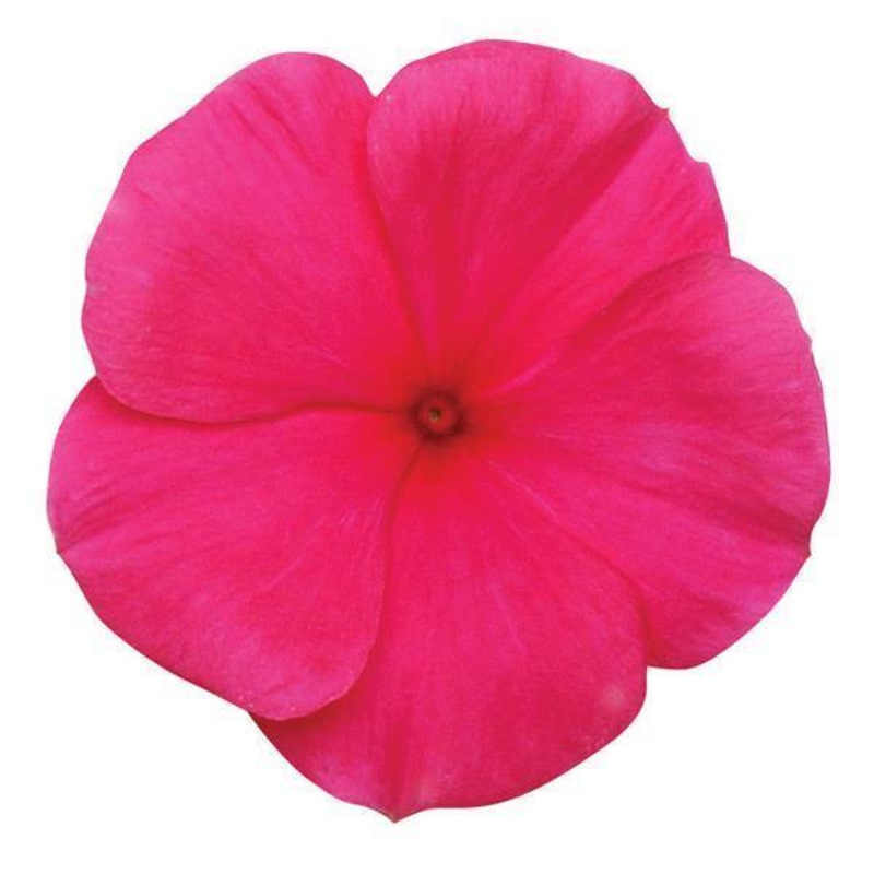 Vinca Titan Punch Flower Seeds