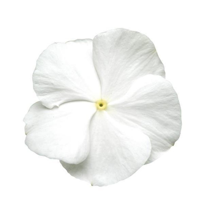 Vinca Titan Pure White Flower Seeds