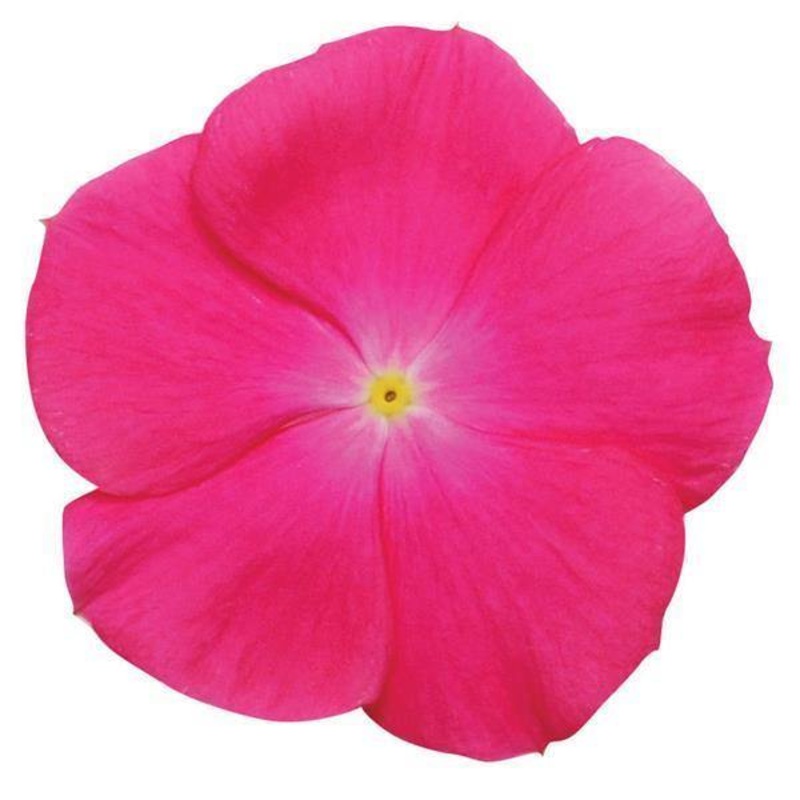 Vinca Titan Rose Flower Seeds