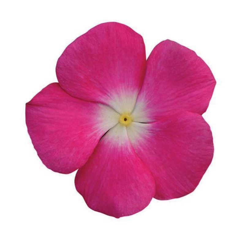 Vinca Titan Rose Halo Flower Seeds
