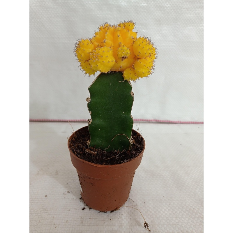 Yellow Moon Cactus (Big)