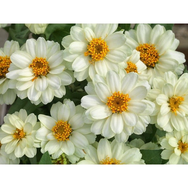Zinnia Double Profusion White Flower Seeds