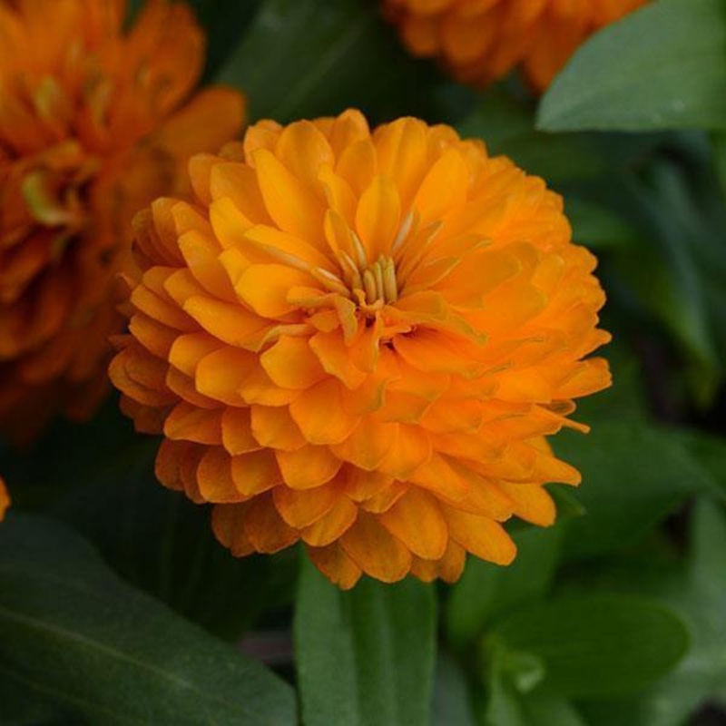 Zinnia Double Zahara Orange Bright Flower Seeds