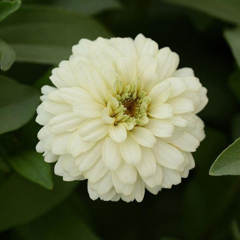 Zinnia Double Zahara White Flower Seeds