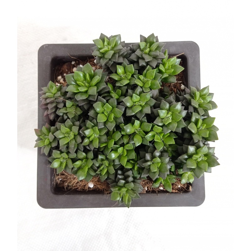 Anacampseros Rufescens Big Succulent Plant