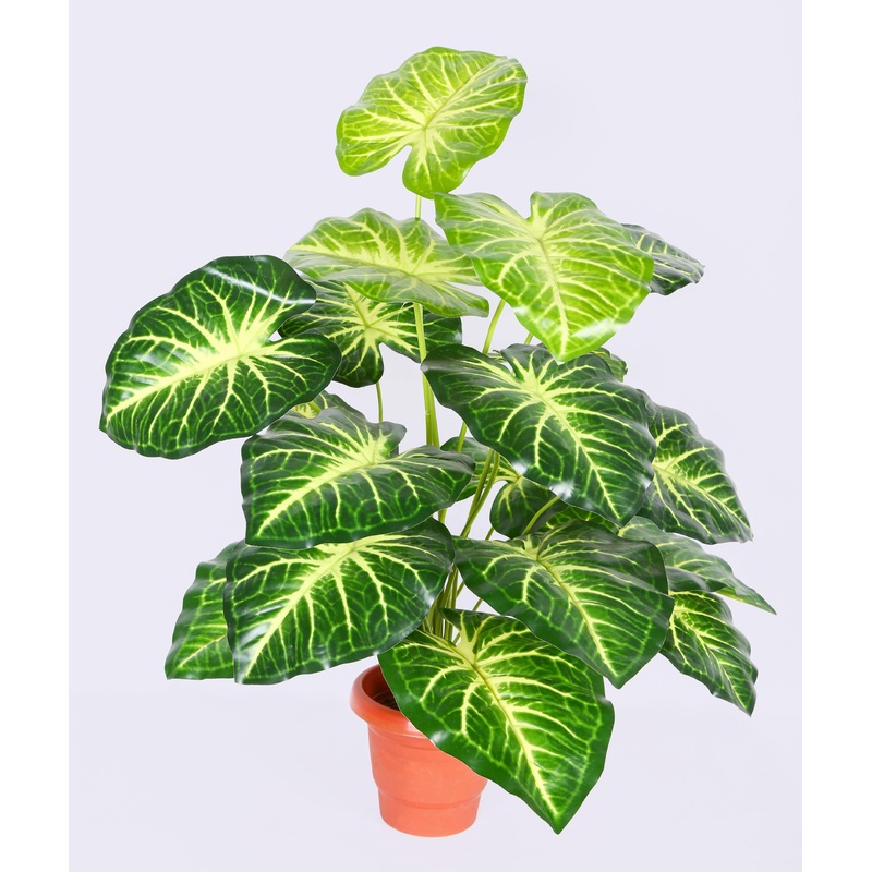 Artificial Caladium Plant Line 18 Leaves – 2 Feet ( Pack of 3 Plants)