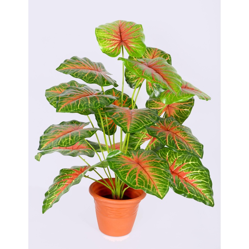 Artificial Caladium Plants 18 Leaves – 2 Feet ( Pack of 3 Plants)