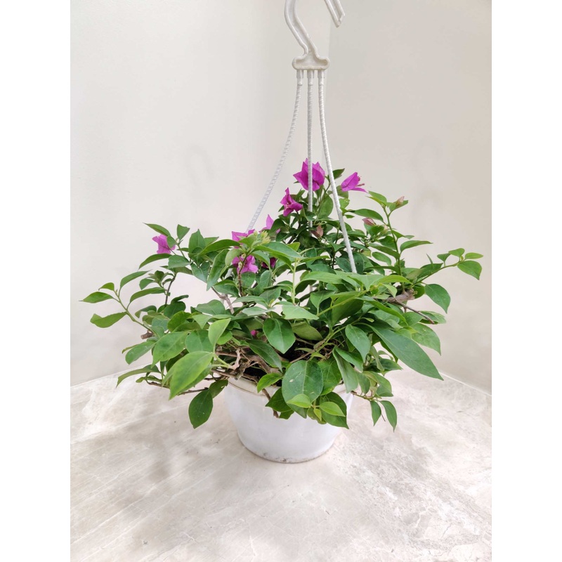 Bougainvillea Green Hanging Flower Plant