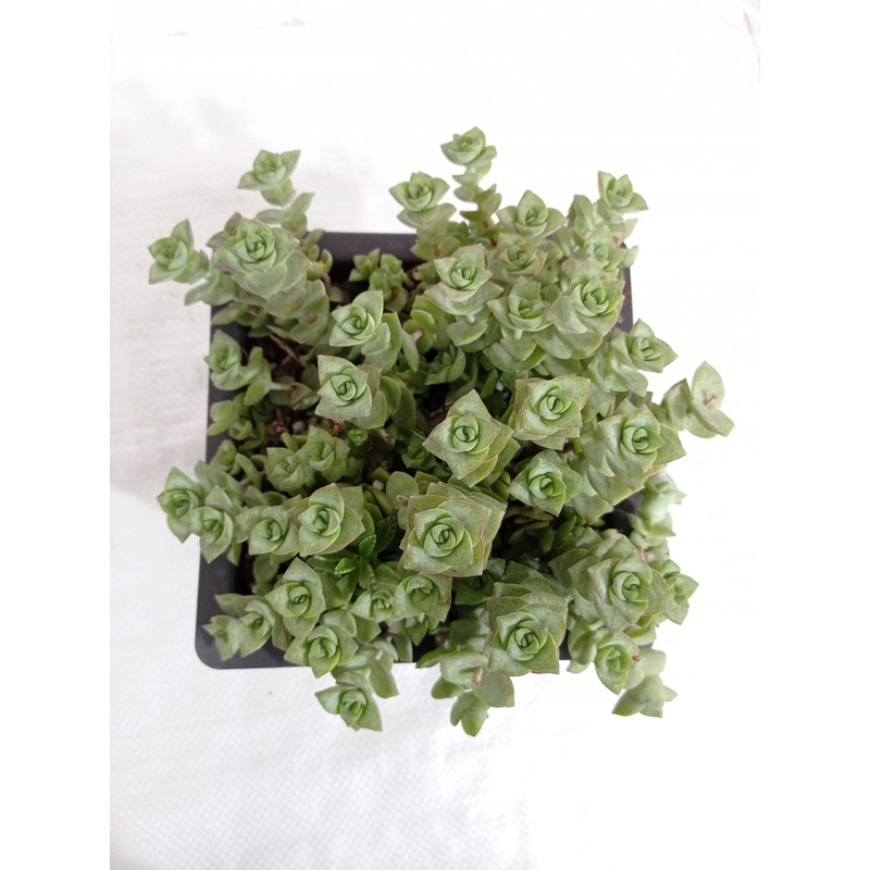 Crassula Perforata Green Ivory Towers Big Succulent Plant