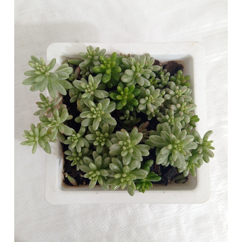 Sedum Rubrotinctum Aurora Pink Jelly Bean Big Succulent Plant