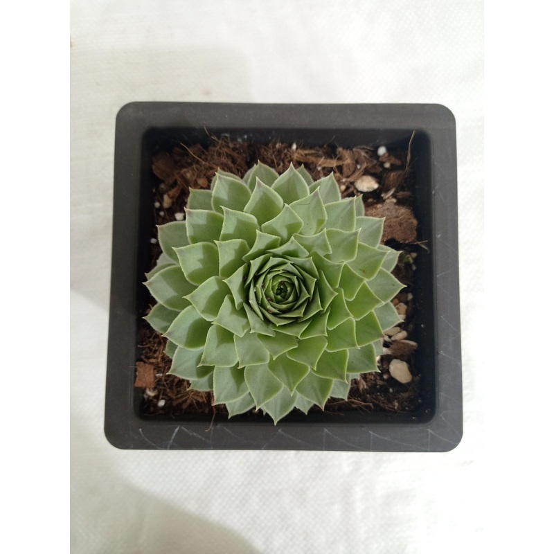 Sempervivum Calcareum Green Big Succulent Plant