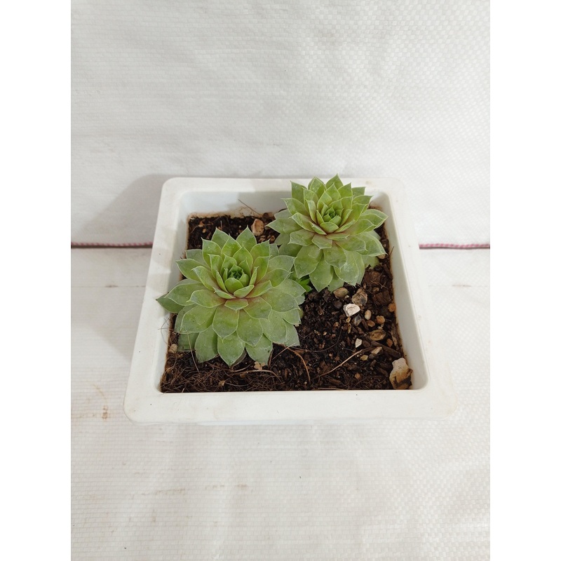 Sempervivum Green Wheel (Lakshmi Kamal) Big Succulent Plant
