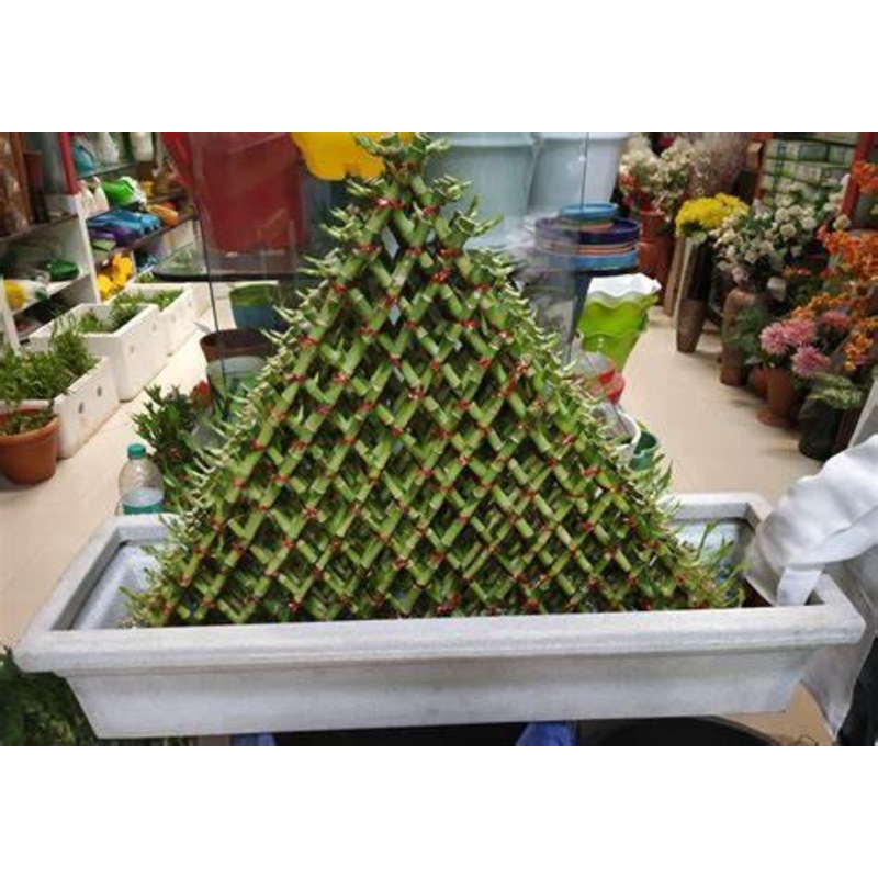 15 Layer Pyramid Lucky Bamboo (With Fiber Pot)