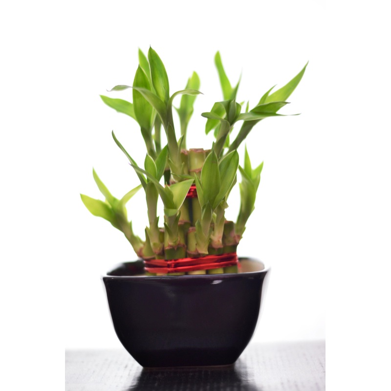 2 Layer Lucky Bamboo With Small Ceramic Pot Black
