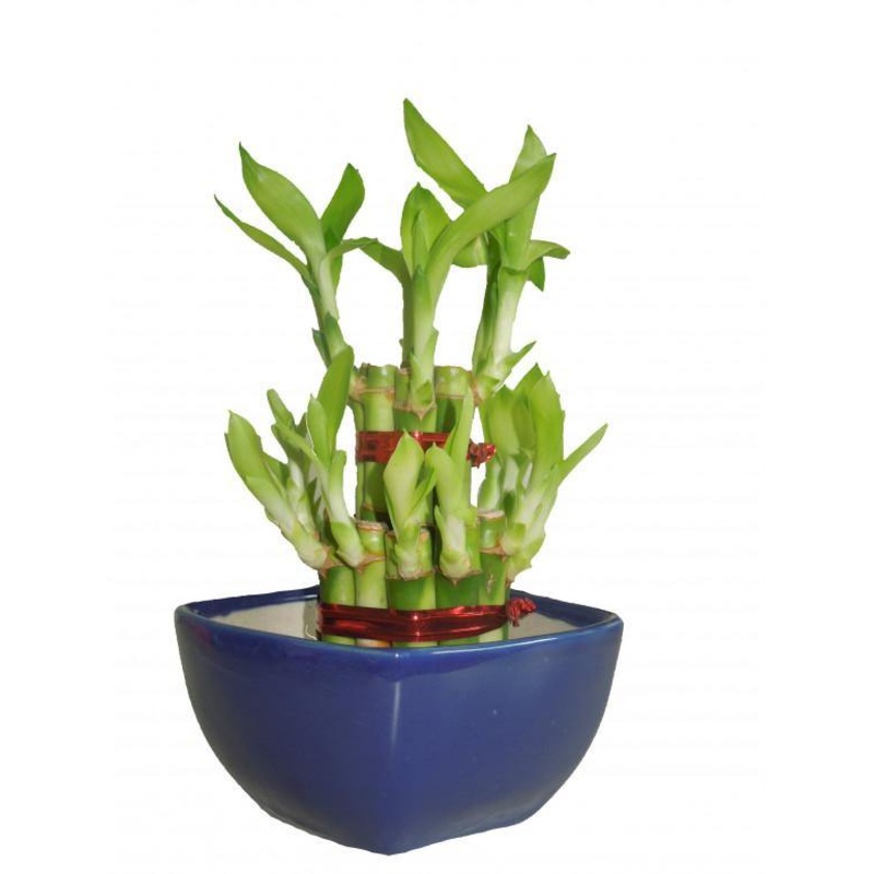 2 Layer Lucky Bamboo With Small Ceramic Pot Blue