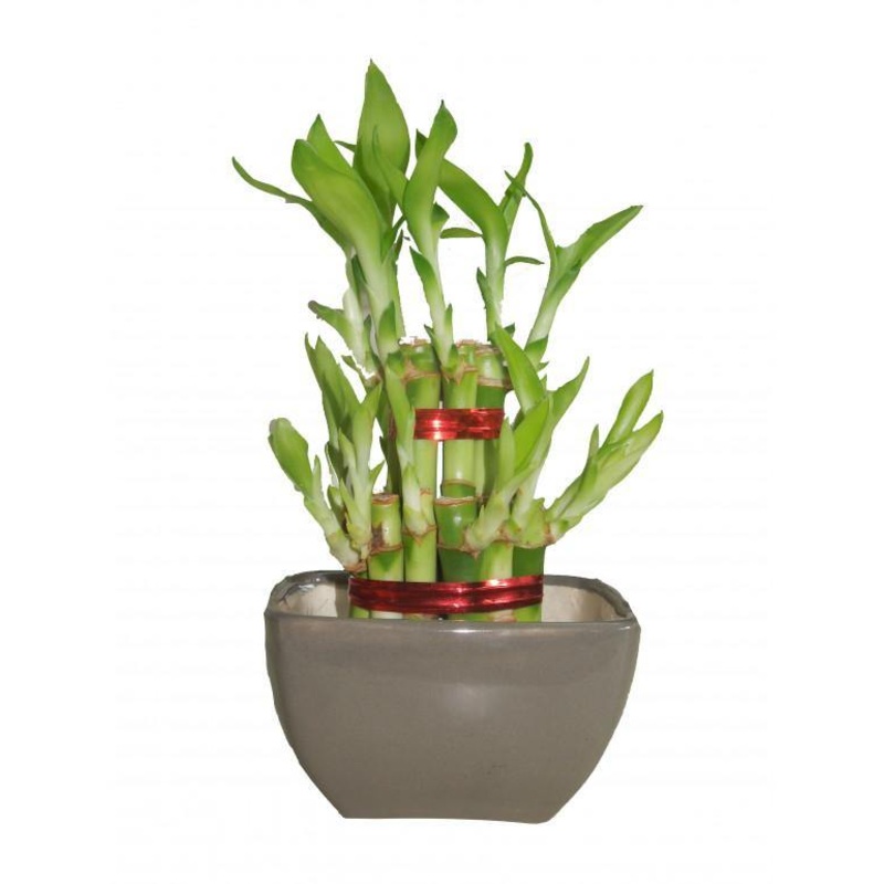 2 Layer Lucky Bamboo With Small Ceramic Pot Grey