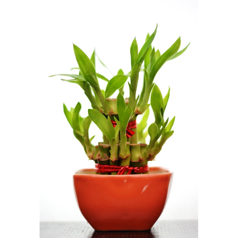 2 Layer Lucky Bamboo With Small Ceramic Pot Orange