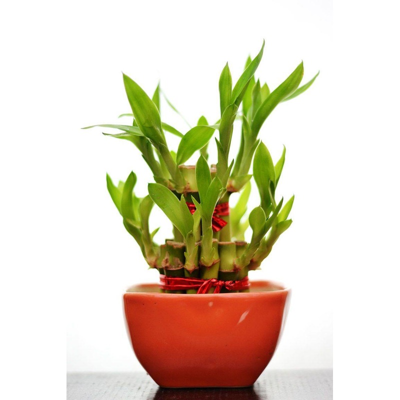2 Layer Lucky Bamboo With Small Ceramic Pot Red