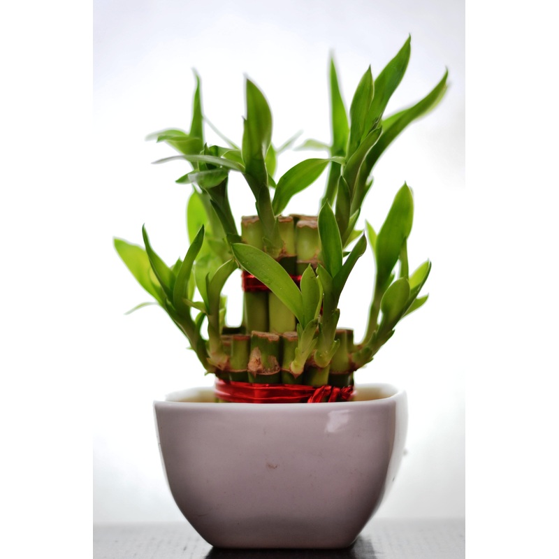2 Layer Lucky Bamboo With Small Ceramic Pot White