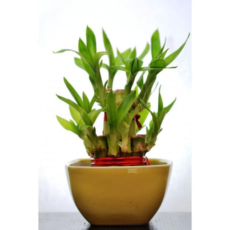 2 Layer Lucky Bamboo With Small Ceramic Pot Yellow