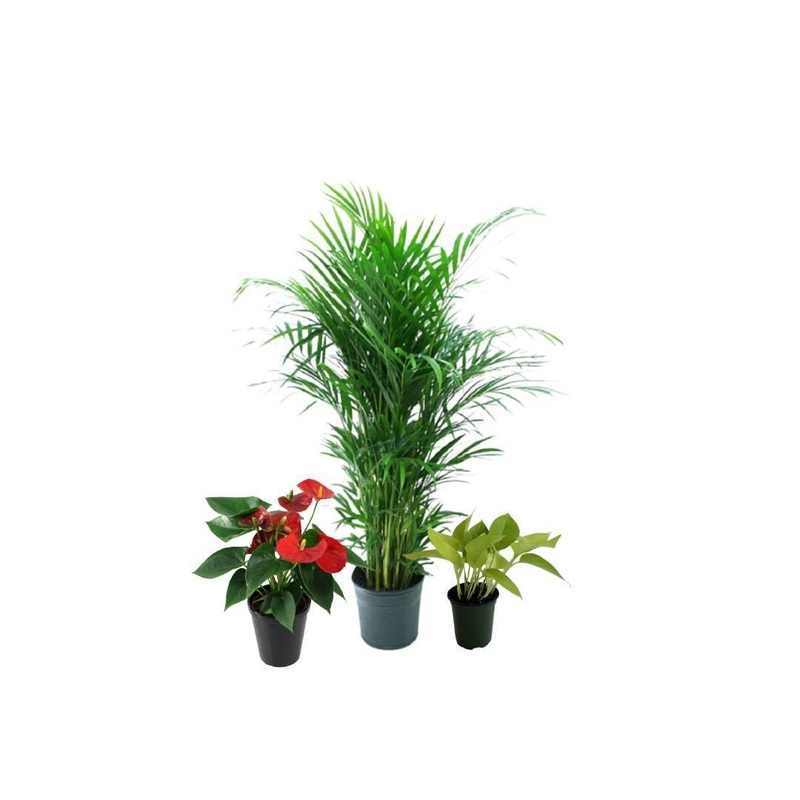 3 Indoor Plant Pack – Areca palm ,Anthurium ,Golden Money plant